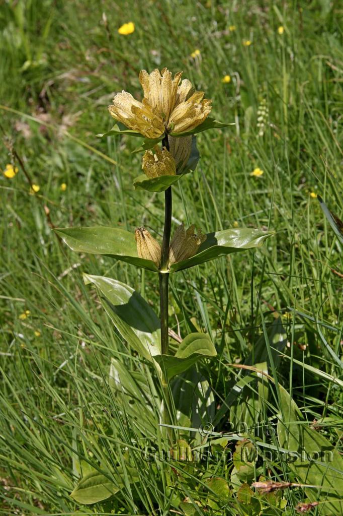 Gentiana punctata