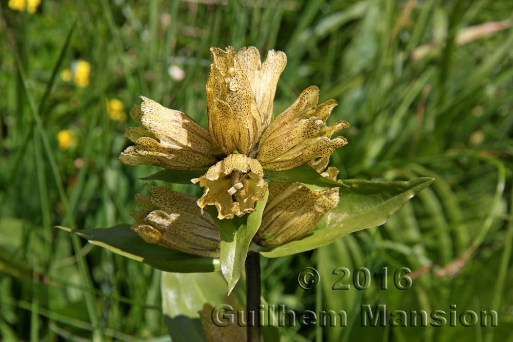 Gentiana punctata