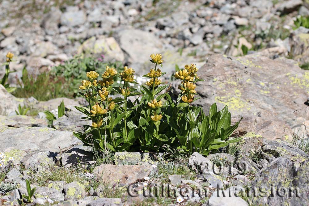 Gentiana punctata