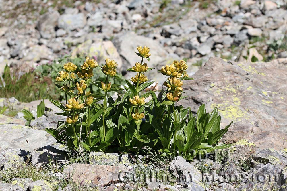 Gentiana punctata