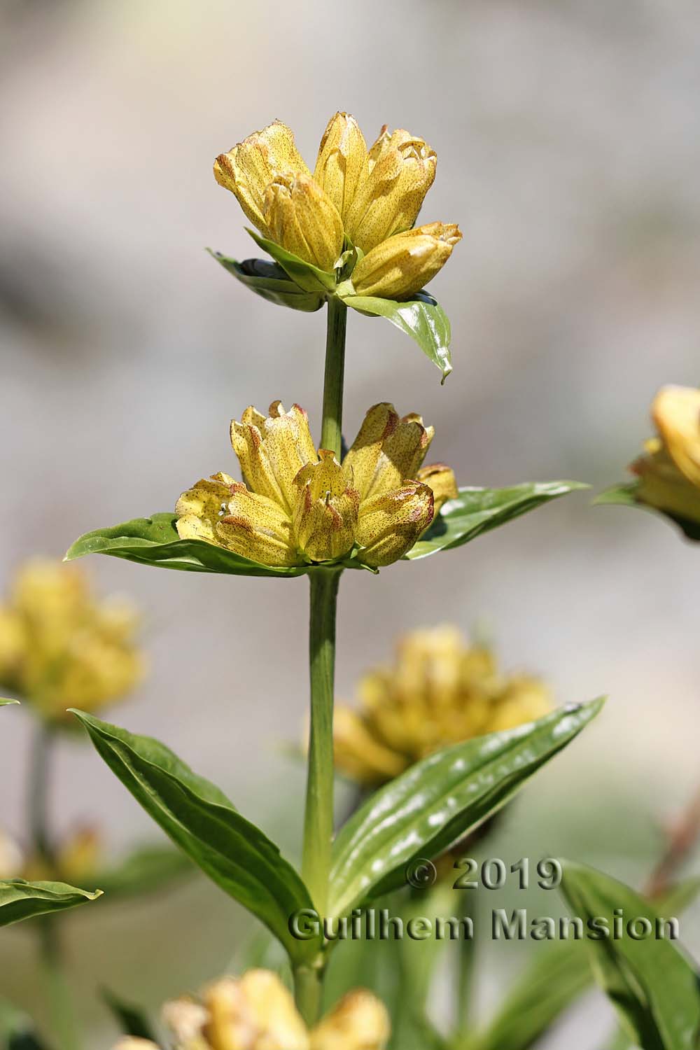 Gentiana punctata