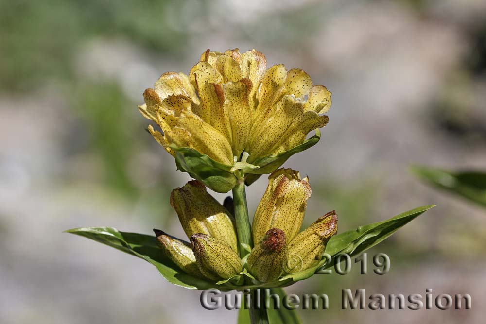 Gentiana punctata