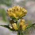 Family - Gentianaceae