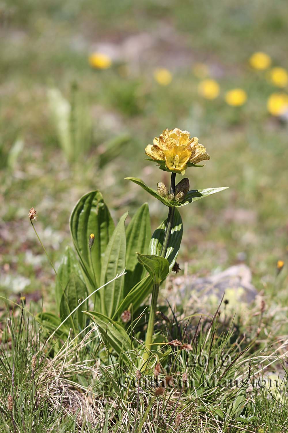 Gentiana punctata