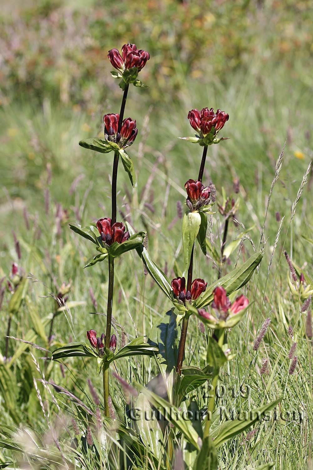 Gentiana purpurea