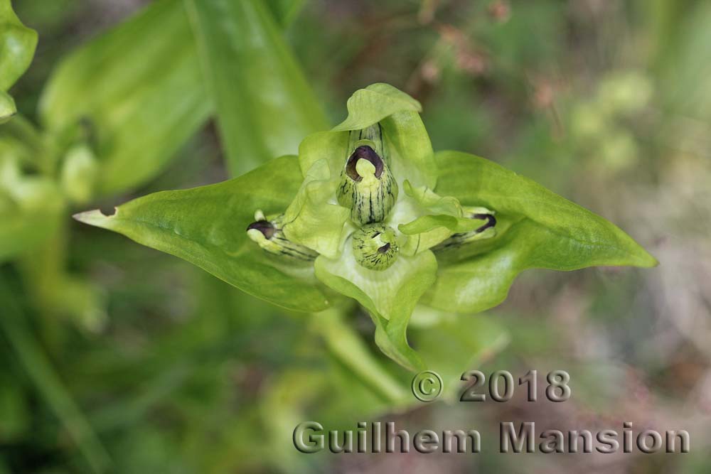 Gentiana purpurea