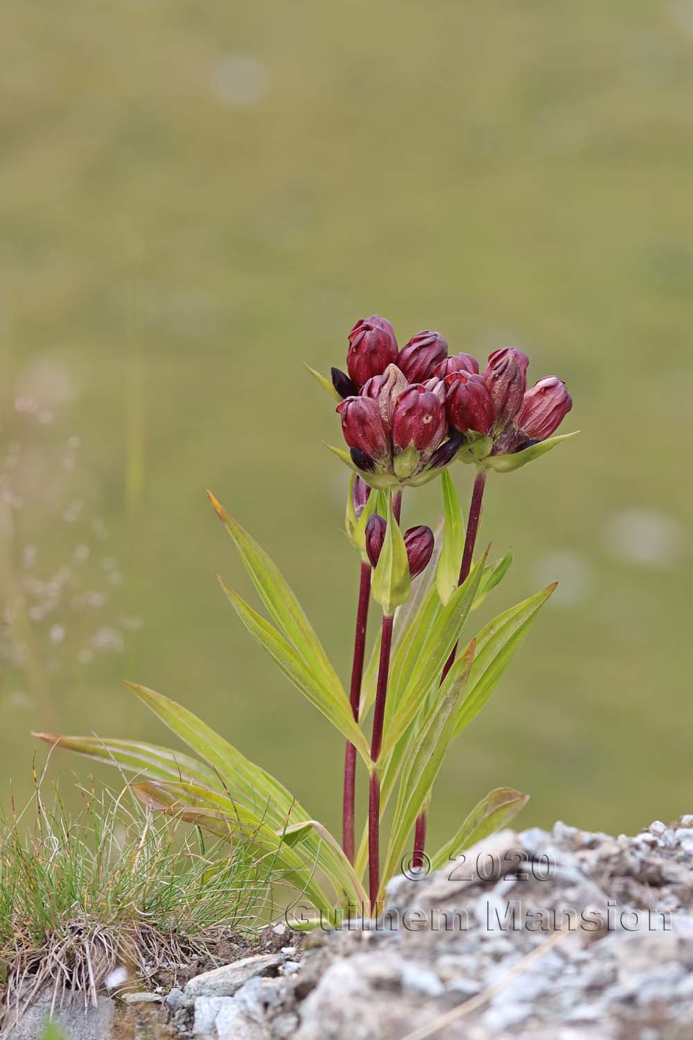 Gentiana purpurea