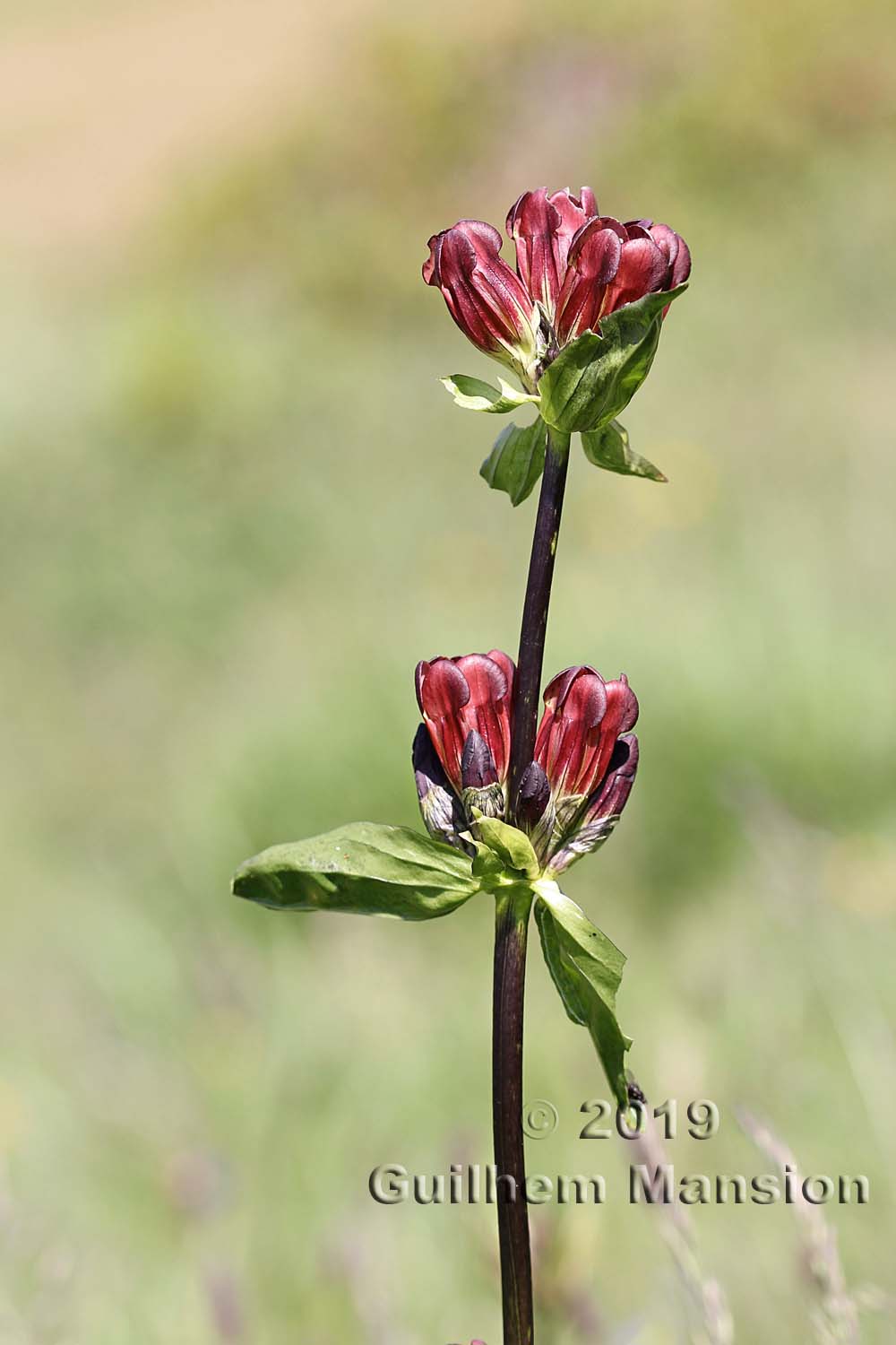 Gentiana purpurea