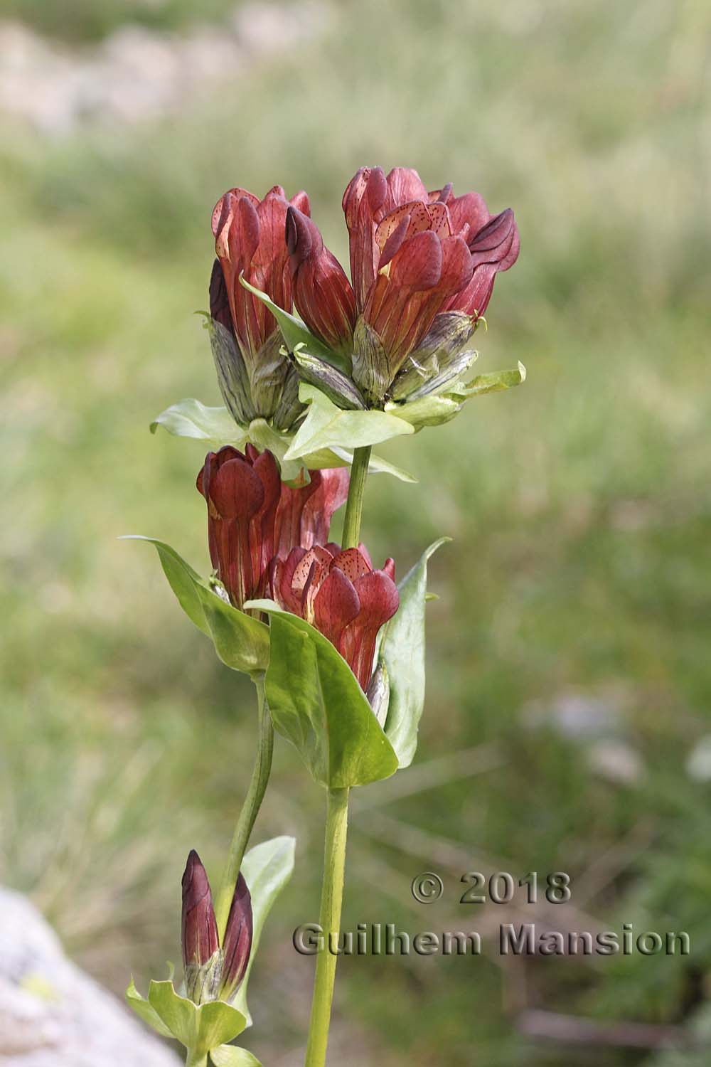 Gentiana purpurea