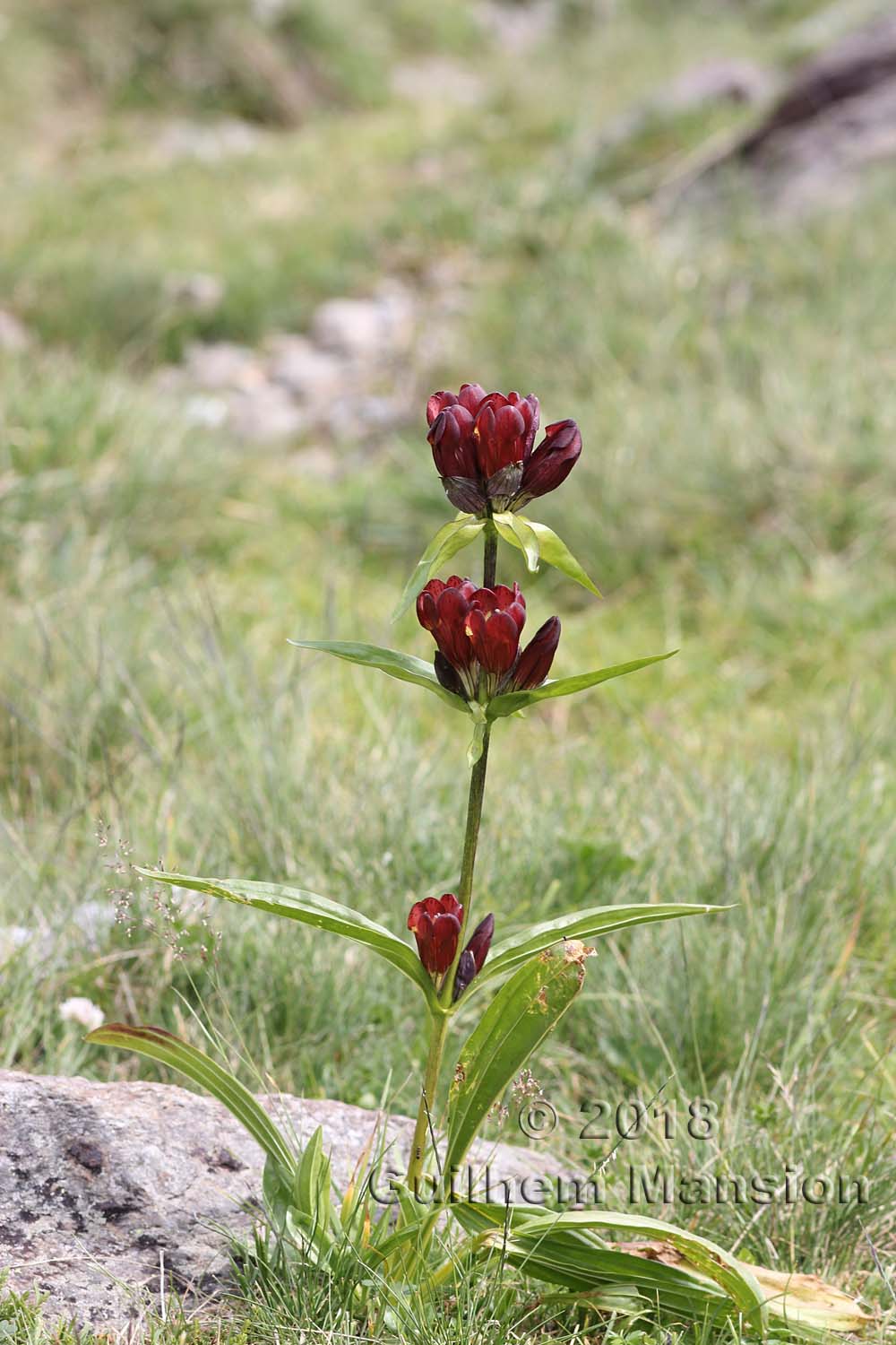 Gentiana purpurea