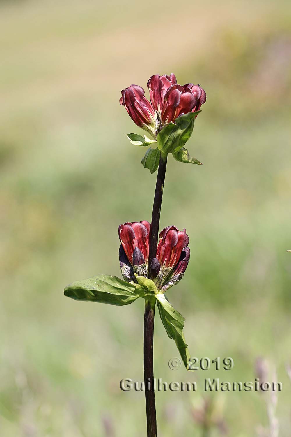 Gentiana purpurea