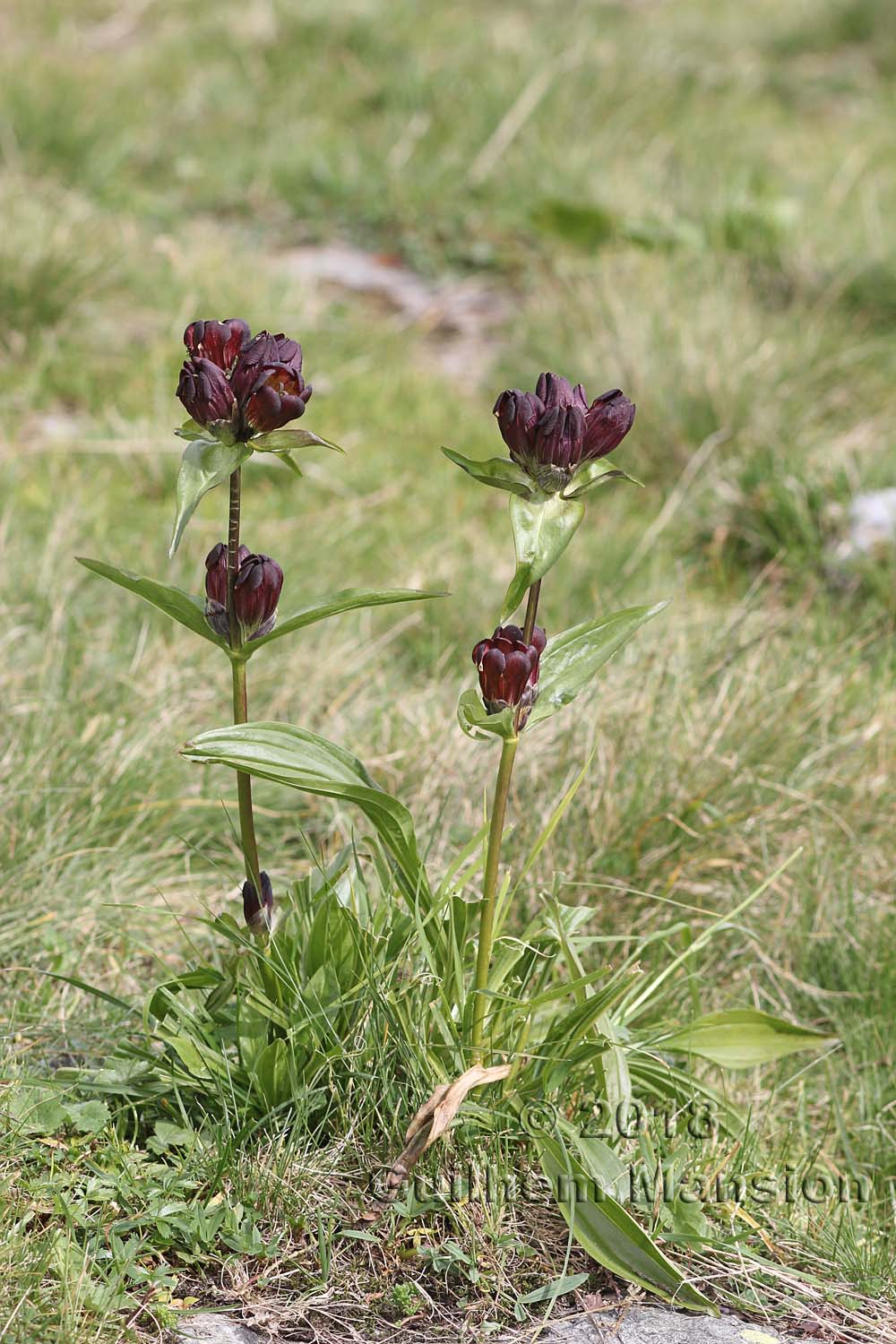 Gentiana purpurea