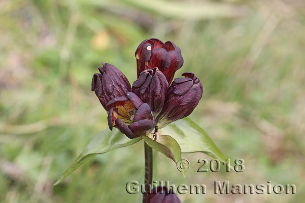 Gentiana purpurea