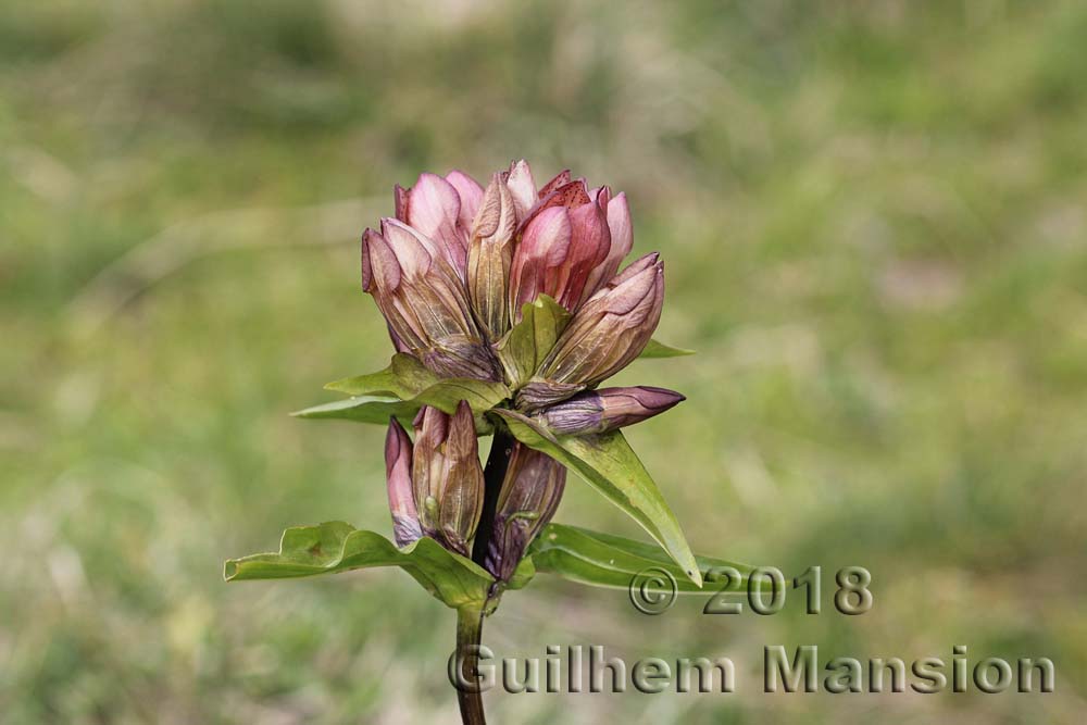 Gentiana purpurea