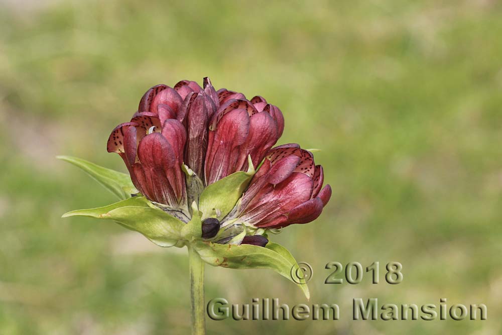 Gentiana purpurea