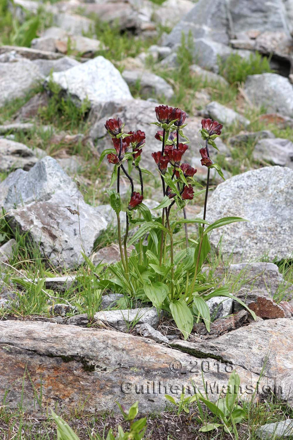 Gentiana purpurea