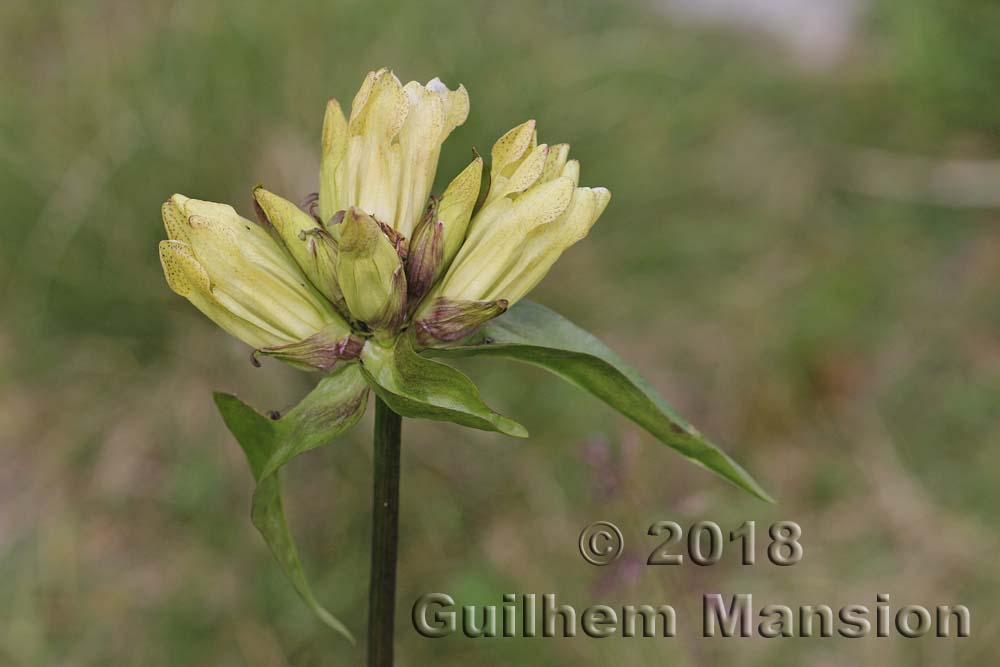 Gentiana purpurea var. flavida