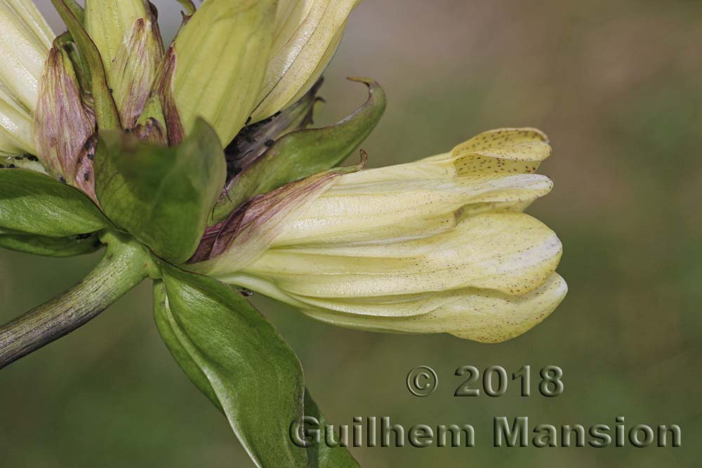 Gentiana purpurea var. flavida