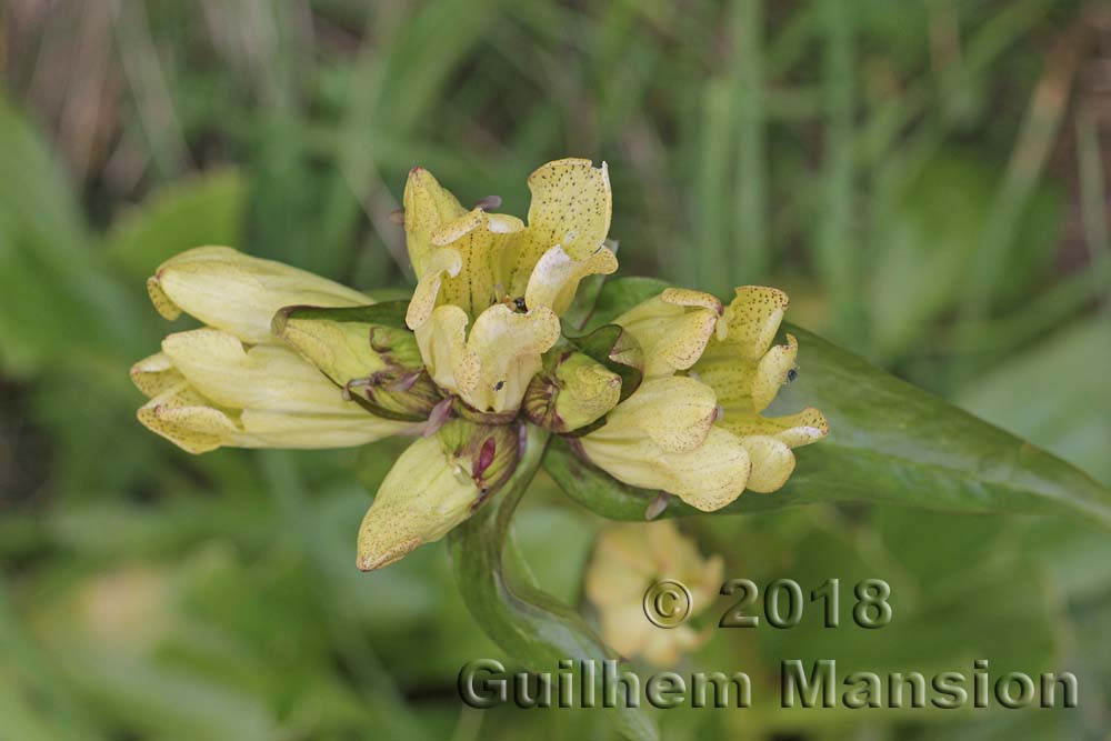 Gentiana purpurea var. flavida