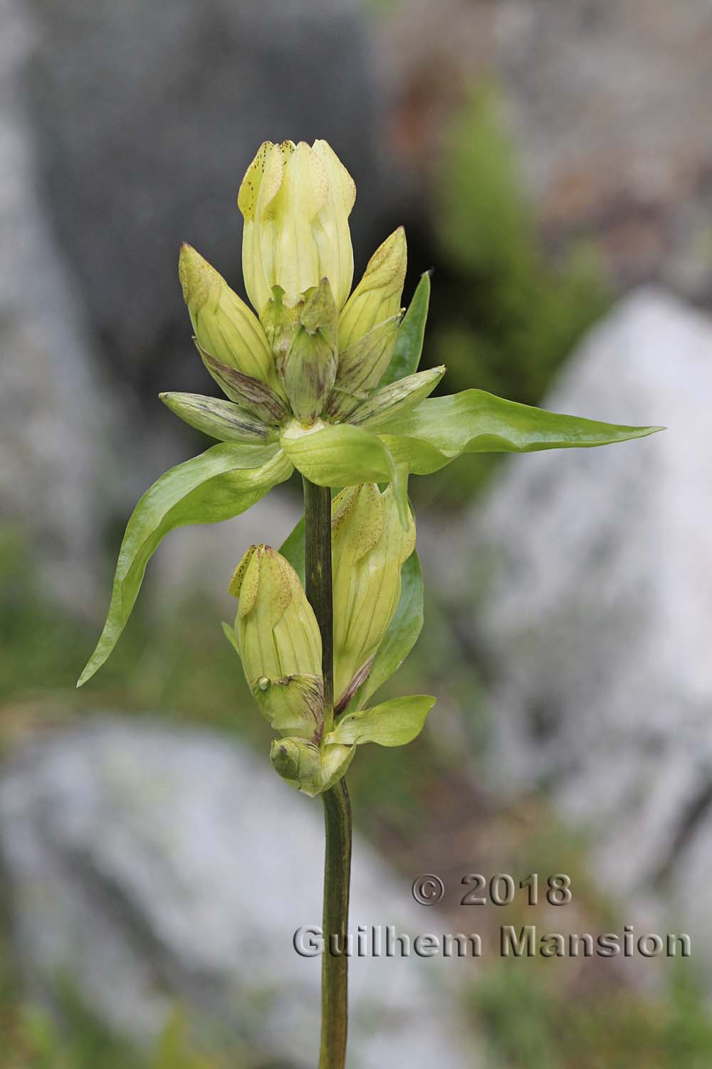 Gentiana purpurea var. flavida