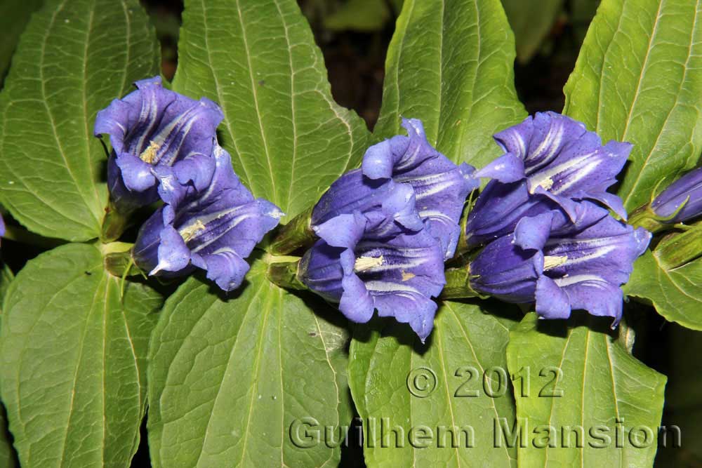 Gentiana schistocalyx