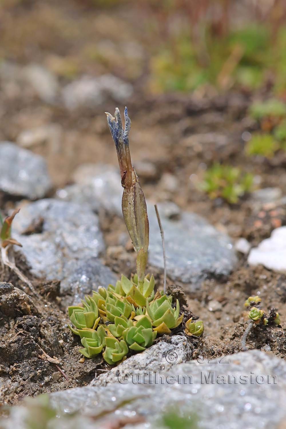 Gentiana schleicheri