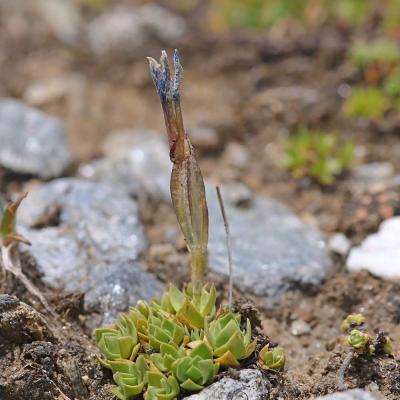 Gentiana schleicheri