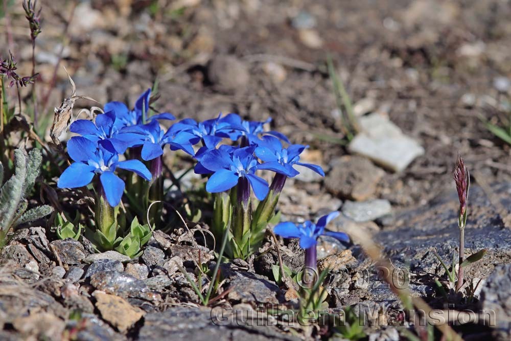 Gentiana schleicheri