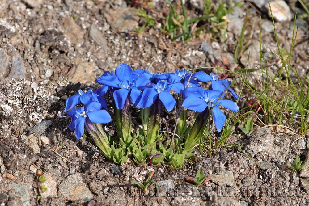 Gentiana schleicheri
