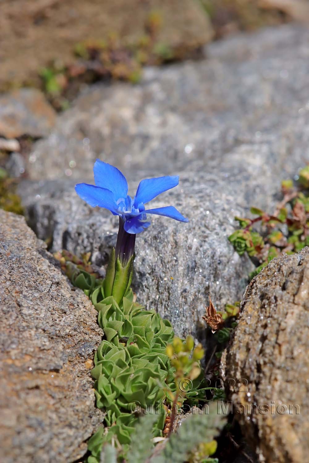 Gentiana schleicheri