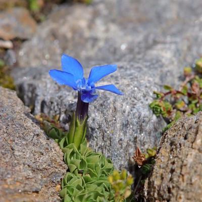 Gentiana schleicheri
