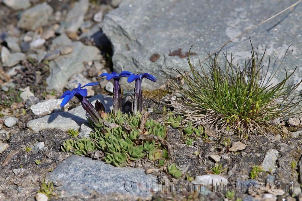 Gentiana schleicheri