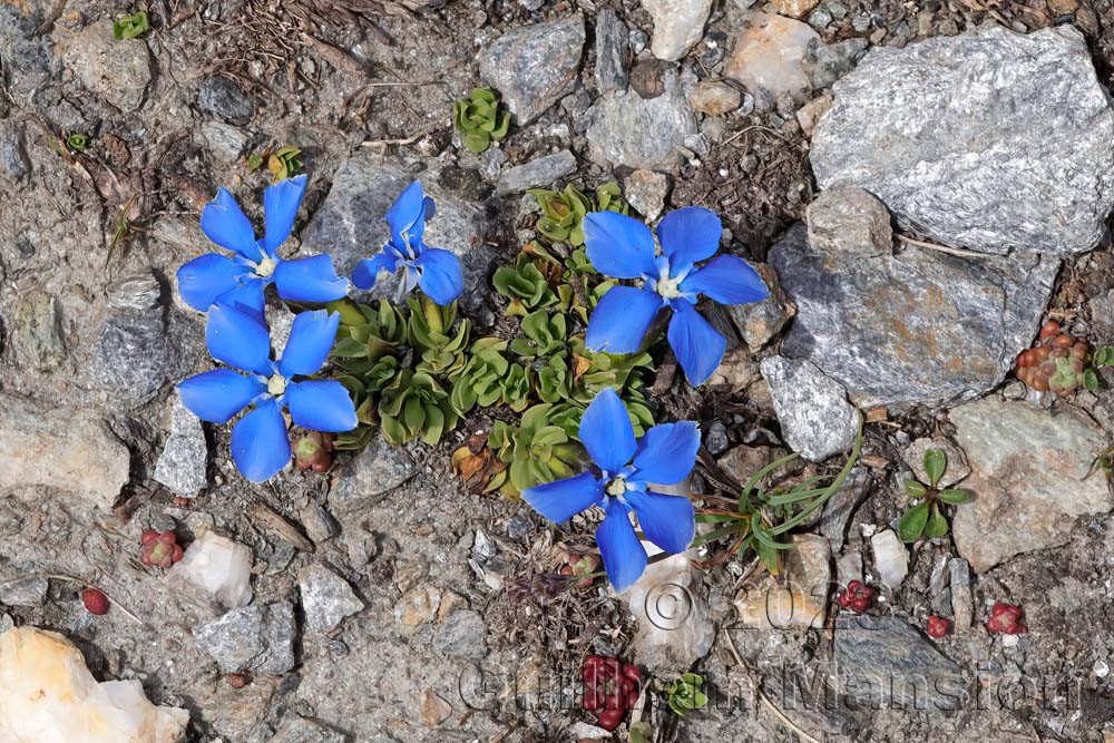 Gentiana schleicheri
