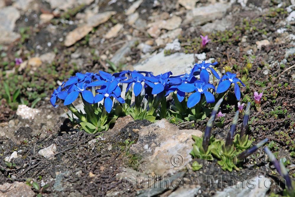 Gentiana schleicheri