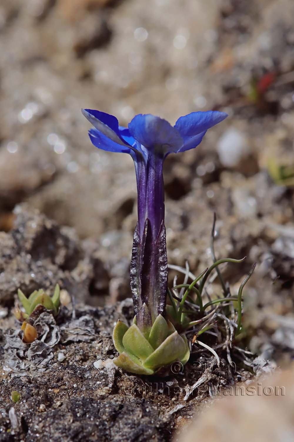 Gentiana schleicheri