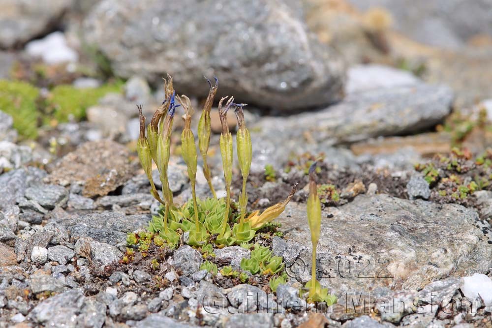 Gentiana schleicheri