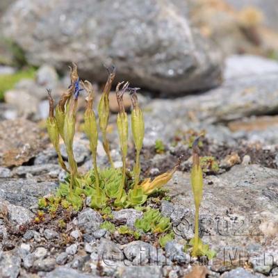 Gentiana schleicheri