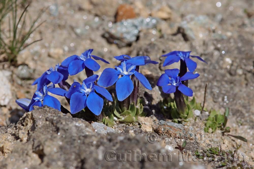 Gentiana schleicheri