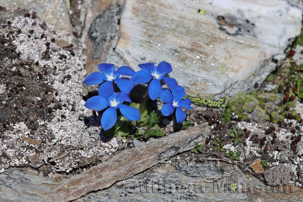 Gentiana schleicheri