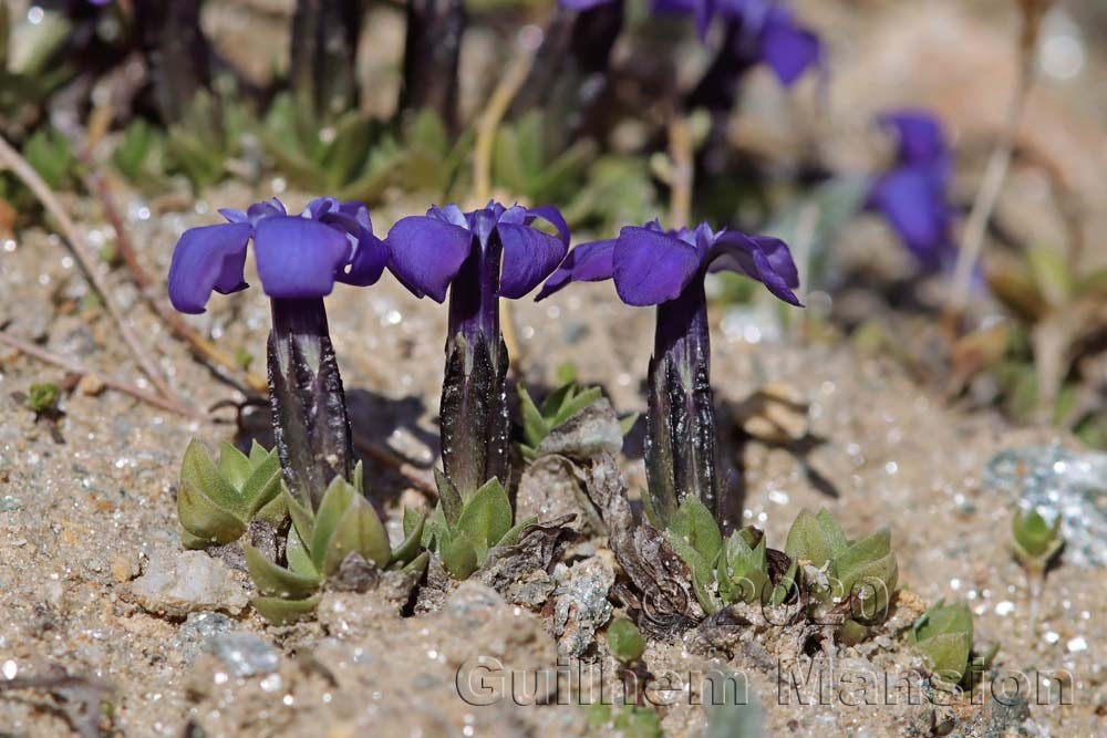 Gentiana schleicheri