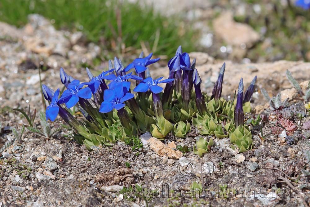 Gentiana schleicheri