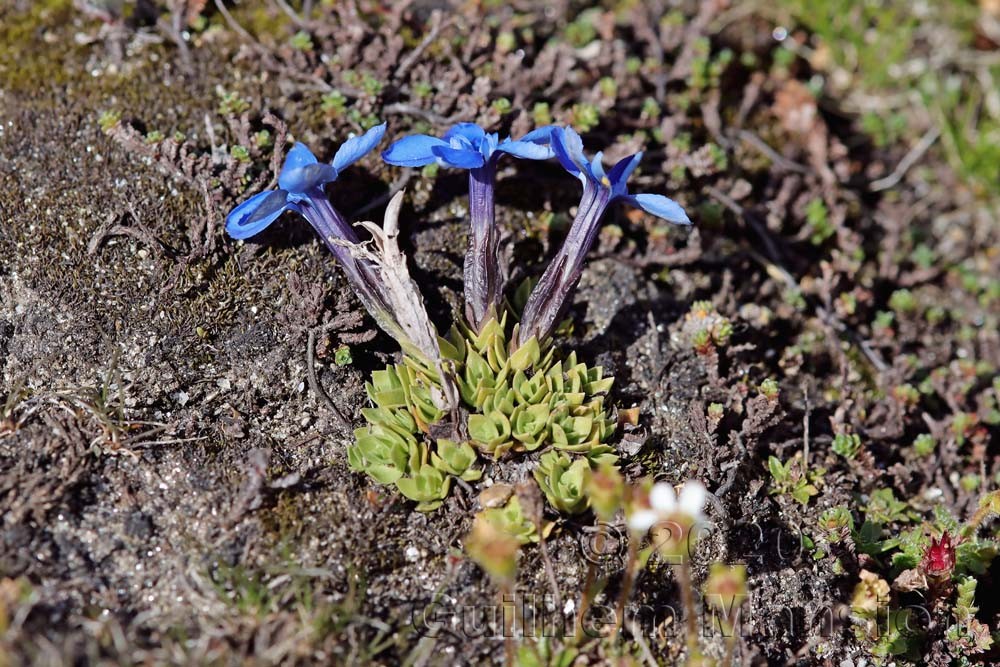 Gentiana schleicheri