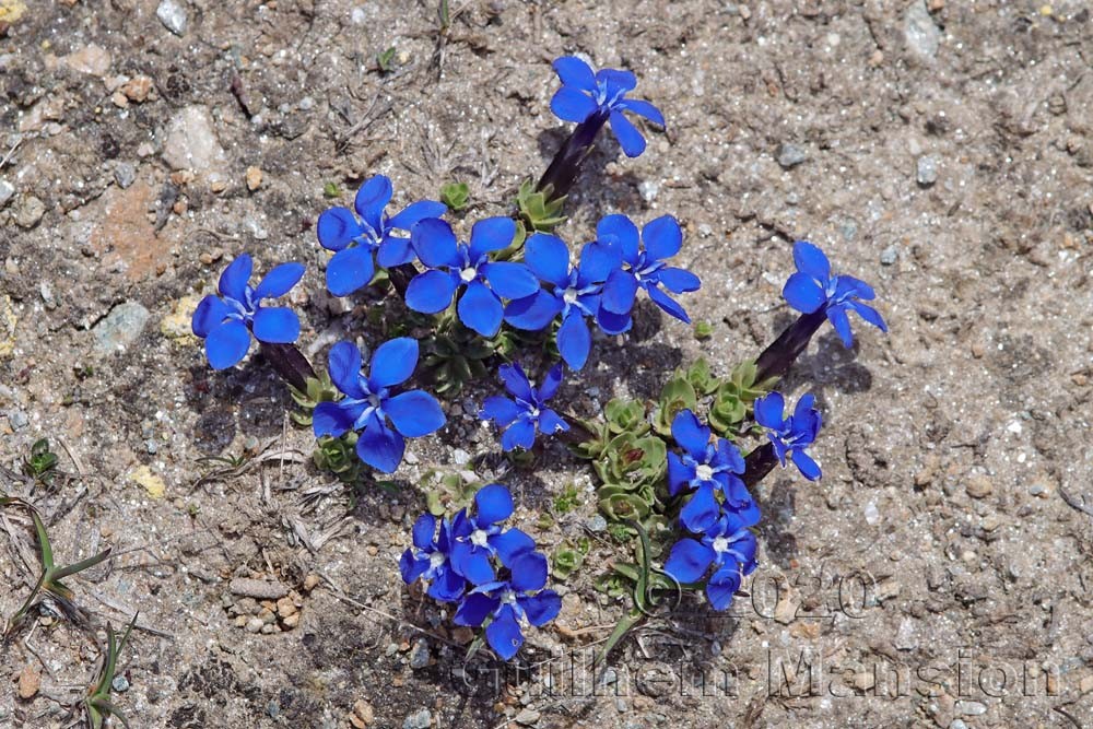 Gentiana schleicheri