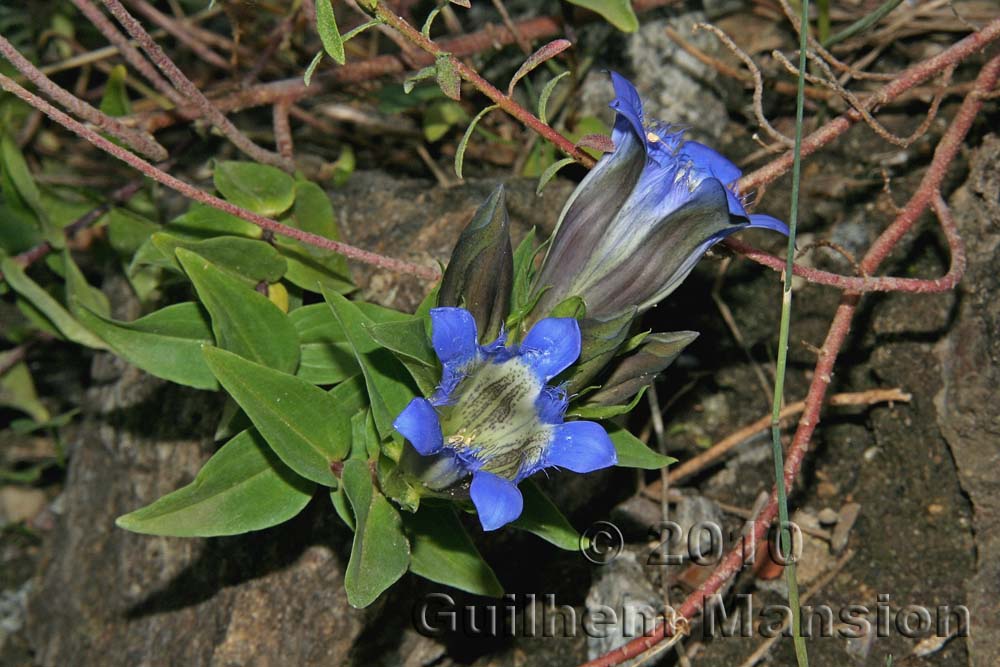 Gentiana septemfida