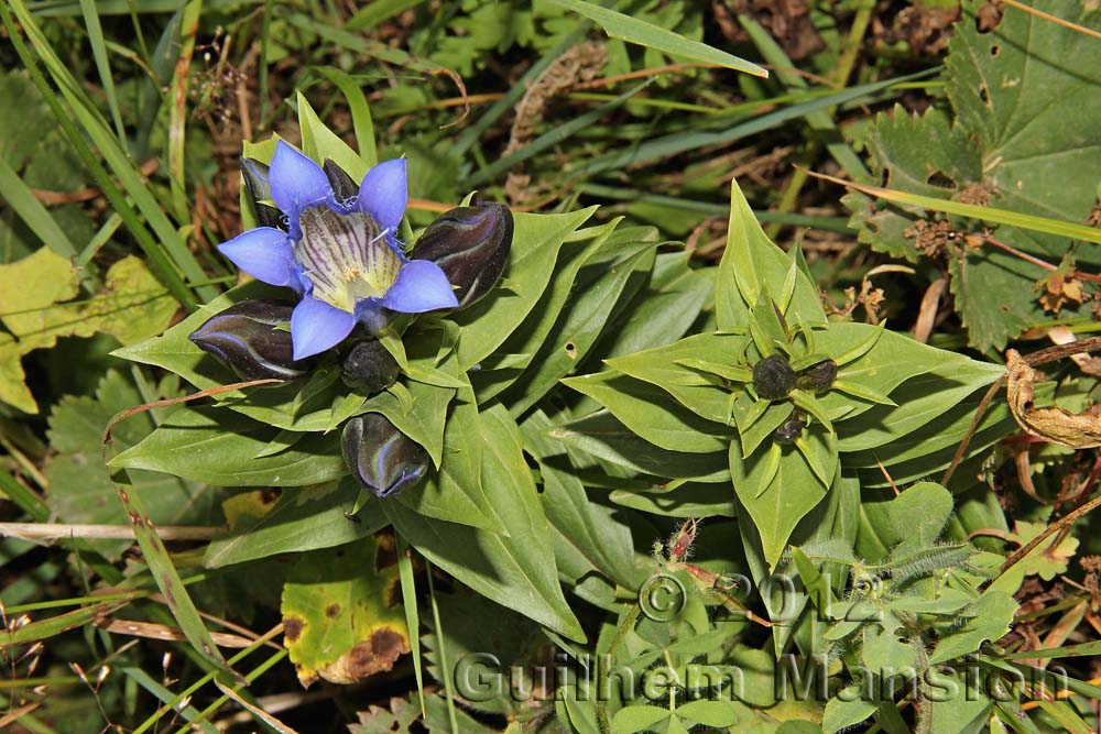 Gentiana septemfida