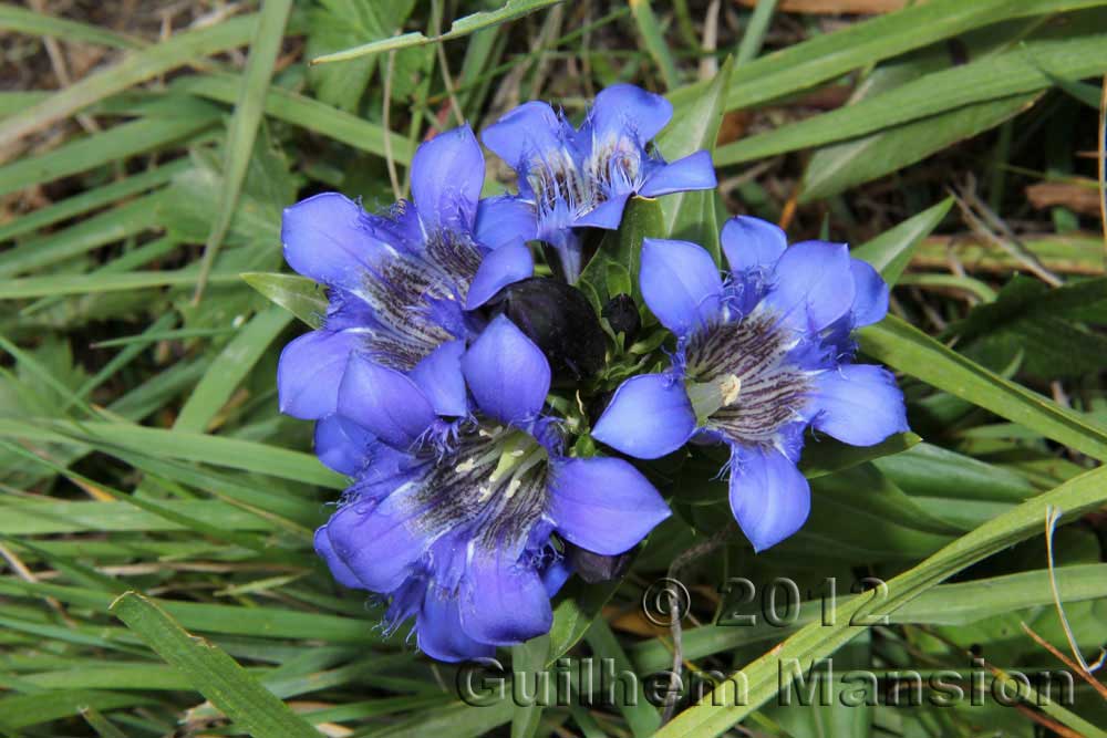 Gentiana septemfida