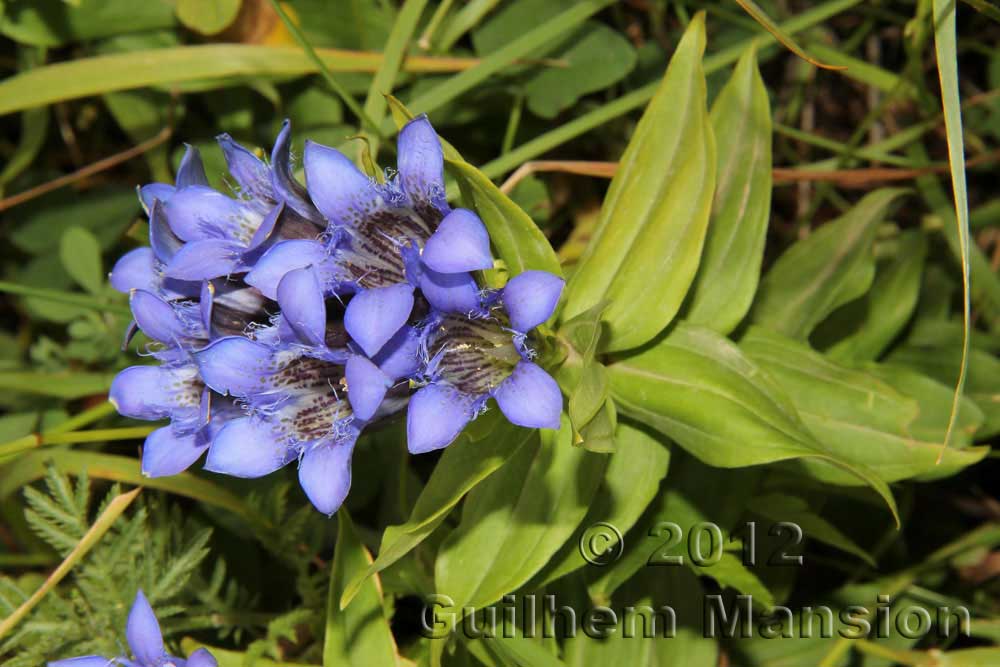 Gentiana septemfida