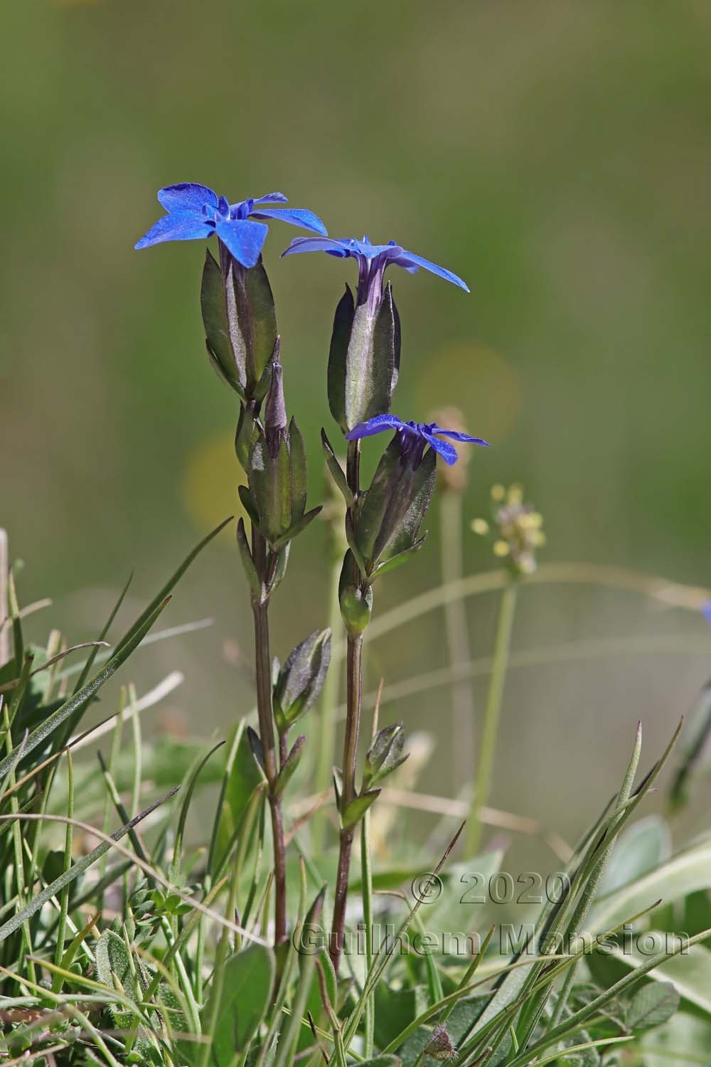 Gentiana utriculosa