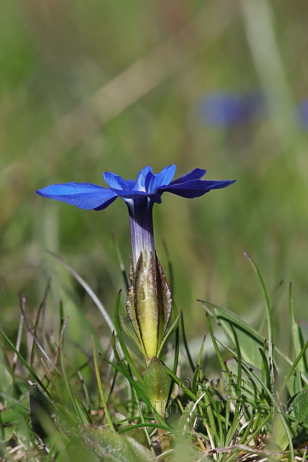 Gentiana verna