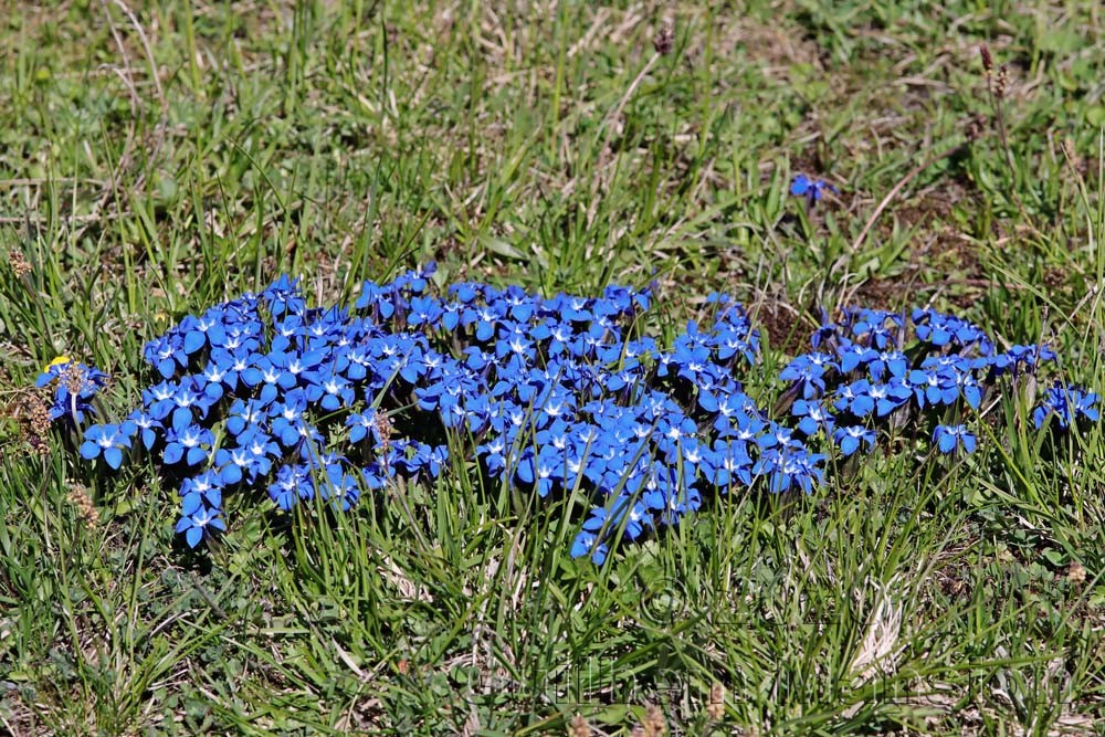 Gentiana verna